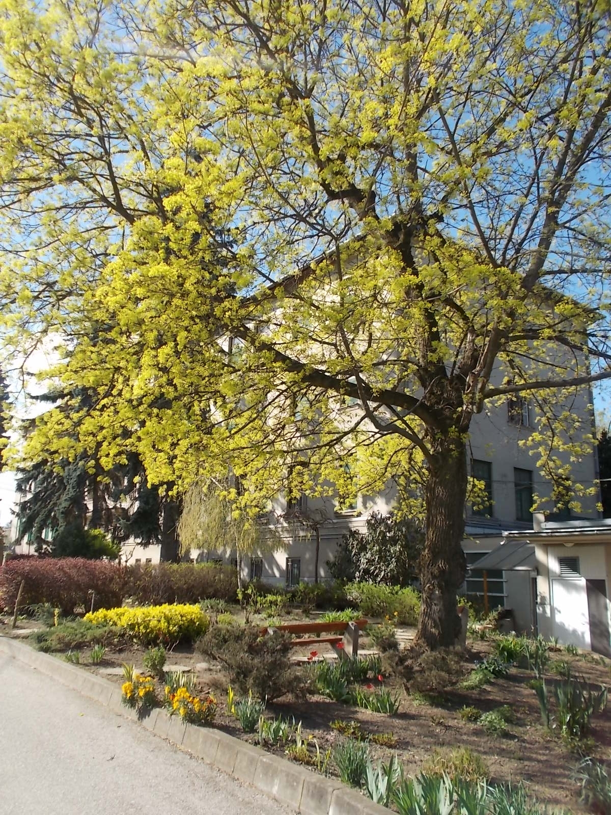 2015 Tavaszi dolgozói kertészkedés